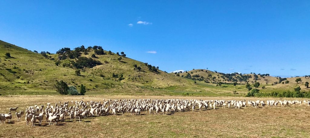 The Glencoe Merino flock